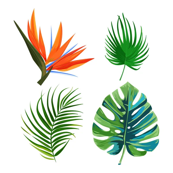 Palmové listy, květinový pták z ráje, Strelitzia a Monstera list. Izolované rostliny na bílém pozadí. — Stockový vektor