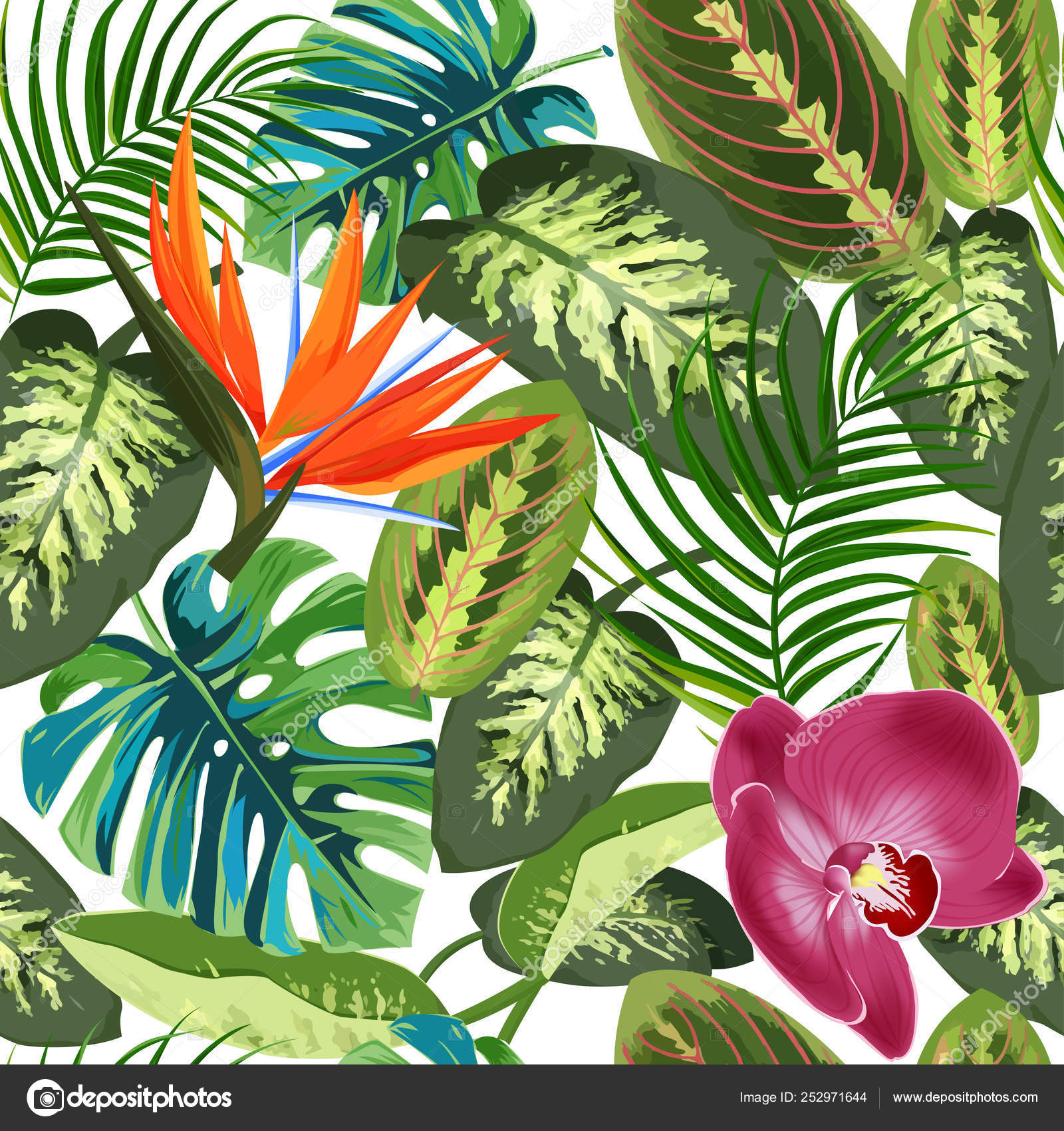Tropical Des Feuilles De Palmier Arbres Dieffenbachia Et