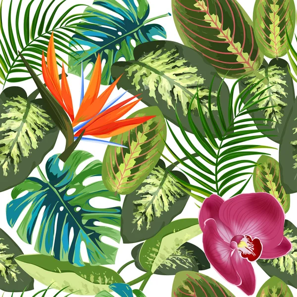 Hojas tropicales de palmeras, dieffenbachia y flores pájaro del paraíso strelitzia. Patrón exótico sin costuras de verano . — Vector de stock