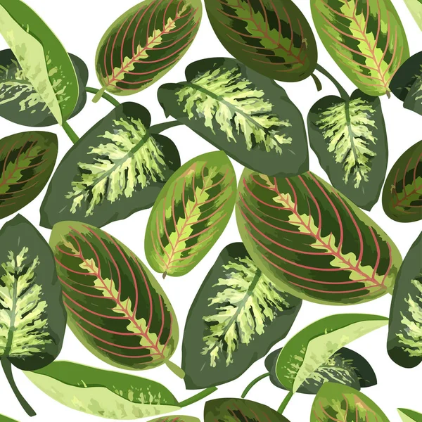 Folhas verdes tropicais de Maranta e dieffenbachia. Verão exótico padrão natural sem costura . —  Vetores de Stock