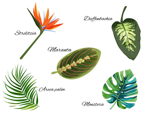 热带采集的单一外来植物。隔离在白色背景上. — 图库矢量图片