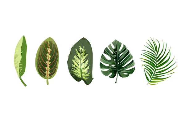 Набір тропічних листя, чернера, диффенбахія, пальмовий лист. Ізольовані окремі листя на білому тлі . — стоковий вектор