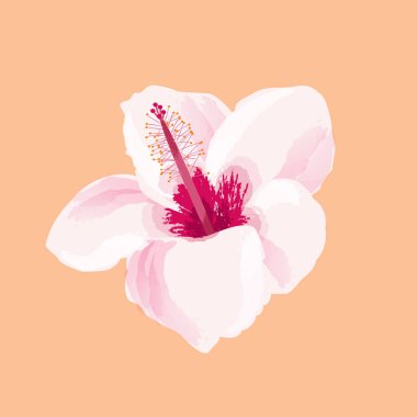 Hibiscus çiçek illüstrasyon. İzole tropikal egzotik Hawaii bitki.