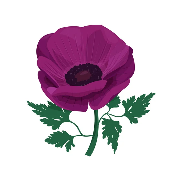 Flor de anêmona violeta no fundo branco. Ilustração vetorial de planta única . — Vetor de Stock