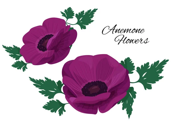 Violet anemone flower on white background. Single plant vector illustration. — Stock Vector