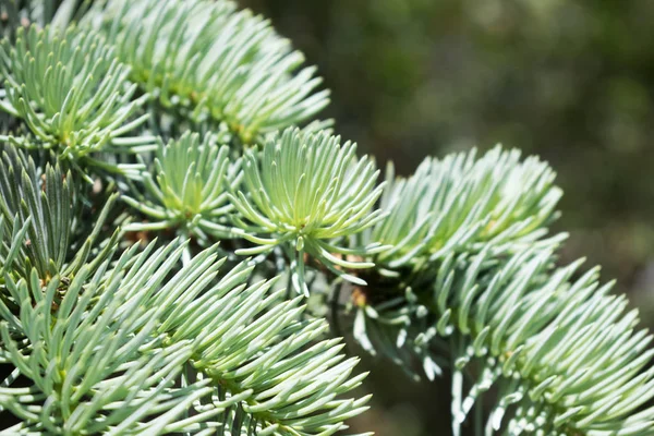 Brunch all'abete da vicino. Foto naturale. Bosco verde estivo . — Foto Stock