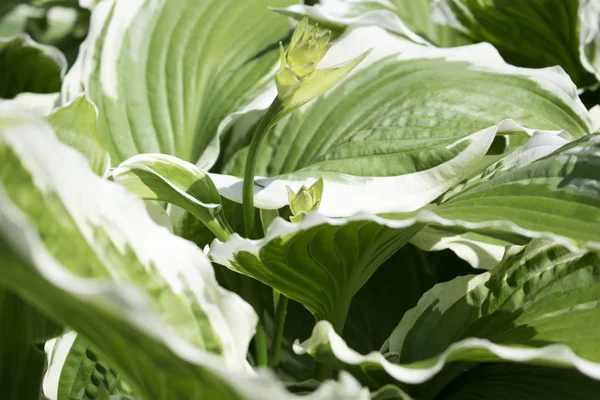 Feuilles vertes macro photo. Photo de gros plan naturel . — Photo