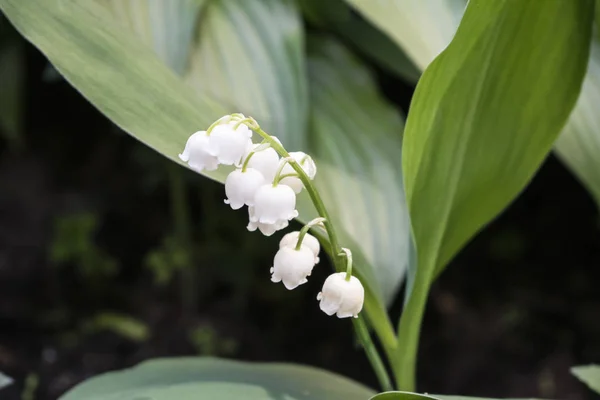 Zambak vadi convallaria majalis çiçek ormanda. Yaz çekim. Yeşil yaprakları ve beyaz çiçekler. — Stok fotoğraf