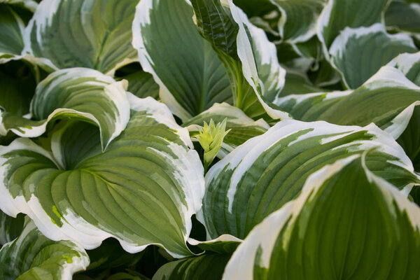Close up photo of the leaves of the Hosta. White and green plant.