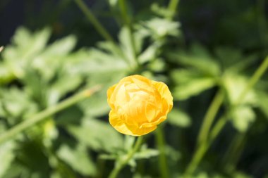 Renkli sarı tek küre-yeşil yaprakları ile çiçek. Yeşil blured çim.
