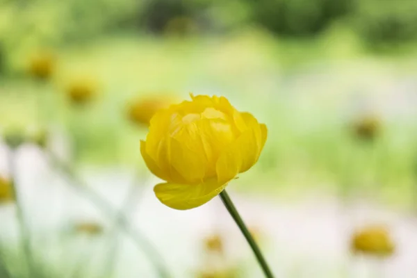 Kolorowy żółty pojedynczy Globus-kwiat z zielonymi liśćmi. Trawa zielona blured. — Zdjęcie stockowe