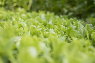Yeşil Doğal arka plan yaprakları. Güneşli yaz alanı.