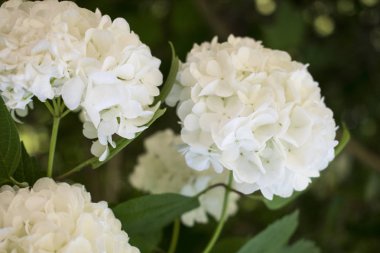 Yeşil çalı üzerinde güzel beyaz çiçekler. Yaz parlak arka plan.