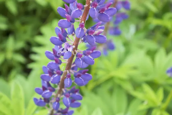 Été coloré lupin sauvage photo de gros plan . — Photo