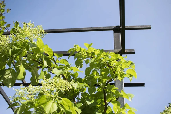 Grüne Pflanze auf der metallenen Gartenstruktur mit blauem Himmel. — Stockfoto