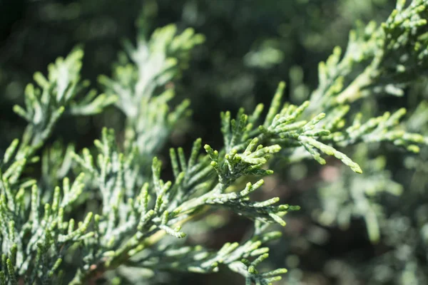 주 니 퍼 분재 사진 닫기. 여름 배경입니다. 다채로운 녹색 식물. — 스톡 사진