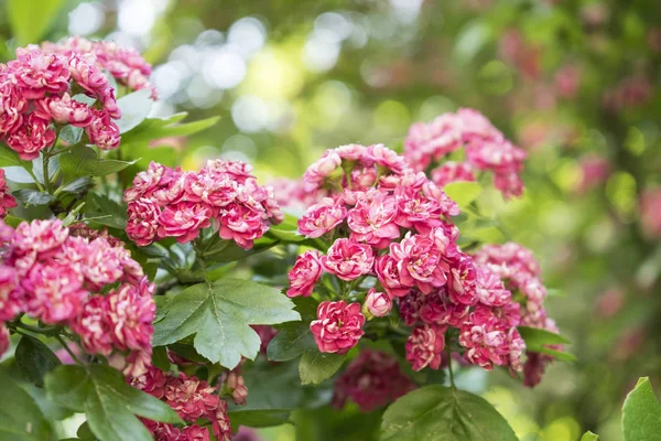 Piękne małe różowe kwiaty na drzewie. Kwitnące lato tło. — Zdjęcie stockowe