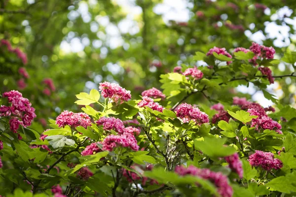 Vackra små rosa blommor på trädet. Blommande sommar bakgrund. — Stockfoto