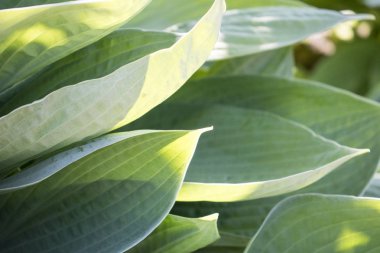 Yeşil makro fotoğrafı bırakır. Doğal yakın çekim fotoğraf.