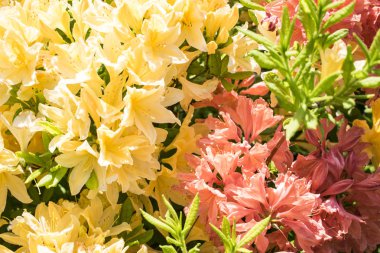 Yeşil arka plan ile kırmızı Rhododendron fotoğraf yakın çekim.