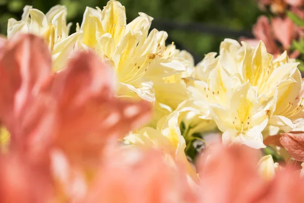 Zbliżenie zdjęcie czerwonego rododendron z zielonym tłem. — Zdjęcie stockowe