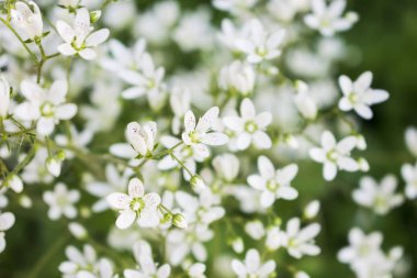 Küçük beyaz çiçekler alan yakın fotoğraf.