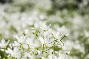 Küçük beyaz çiçekler alan yakın fotoğraf.