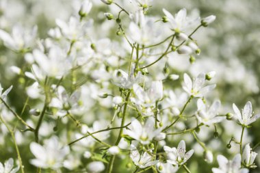 Küçük beyaz çiçekler alan yakın fotoğraf.