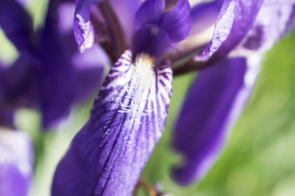 Fleur d'iris violet coloré photo rapprochée — Photo