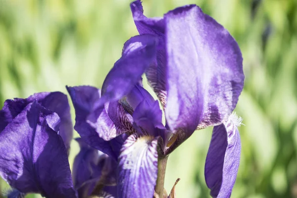 Fleur d'iris violet coloré photo rapprochée — Photo