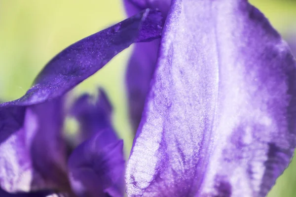Berwarna ungu iris bunga menutup foto — Stok Foto