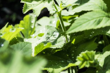 Su damlaları arka plan ile yeşil tropikal yaprakları. Yaz bahçesi.