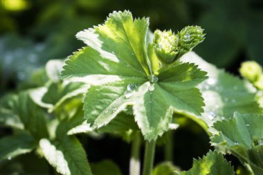 Su damlaları arka plan ile yeşil tropikal yaprakları. Yaz bahçesi.
