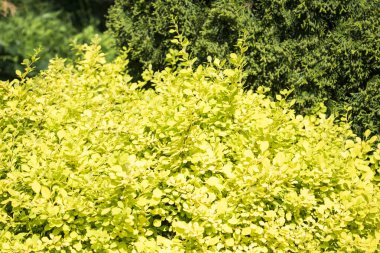 Berberis thunbergii Aurea mavi gökyüzü ile fotoğraf kapatın.