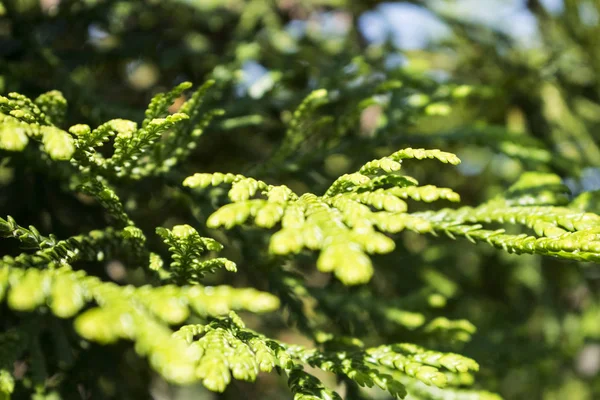 Rami di alberi freschi nella foresta con sfondo bluastro . — Foto Stock