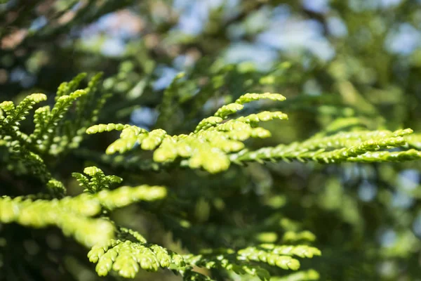 Rami di alberi freschi nella foresta con sfondo bluastro . — Foto Stock