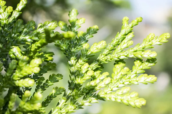 Rami di alberi freschi nella foresta con sfondo bluastro . — Foto Stock