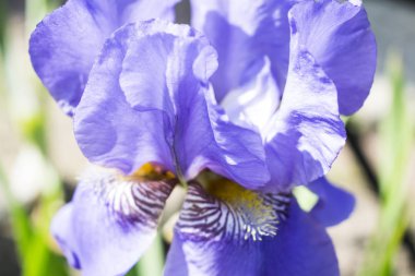 Renkli menekşe iris çiçek yakın fotoğraf