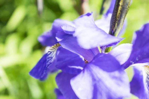 Fleur d'iris violet coloré photo rapprochée — Photo