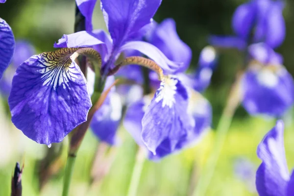 Fleur d'iris violet coloré photo rapprochée — Photo