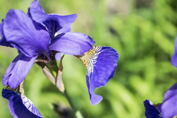 Барвиста фіолетова квітка райдужки крупним планом фото — стокове фото
