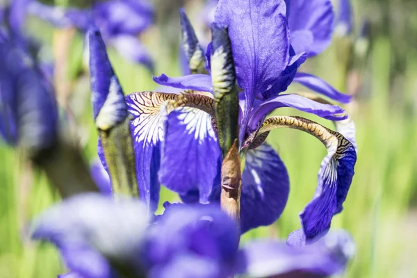 Bunte violette Irisblume aus nächster Nähe Foto — Stockfoto