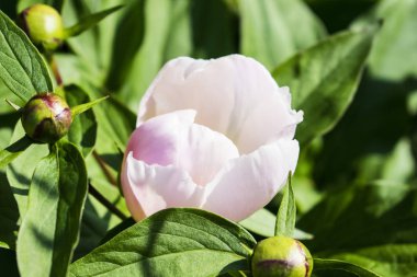 Yeşil yaprakları ile ihale pembe tek şakayık çiçek.