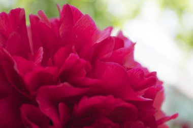 Parlak kırmızı şakayık çiçek büyüyen fotoğraf. Yazlık Bahçe çiçekleri.