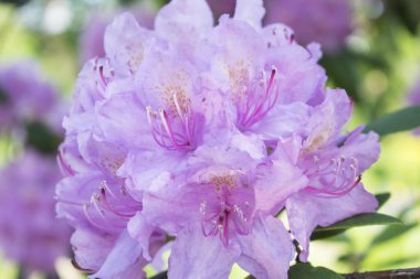 Çiçek açan şube pembe Rhododendron. Yaz çiçeği fotoğrafı.