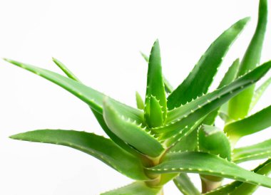 Aloe vera bitkisi beyaz arka planda izole edilmiş. Ev bitkisinin makro fotoğrafı.