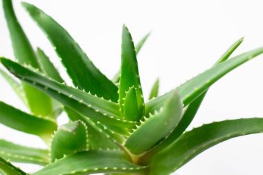 Aloe vera bitkisi beyaz arka planda izole edilmiş. Ev bitkisinin makro fotoğrafı.
