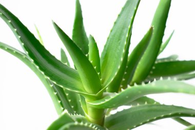 Aloe vera bitkisi beyaz arka planda izole edilmiş. Ev bitkisinin makro fotoğrafı.