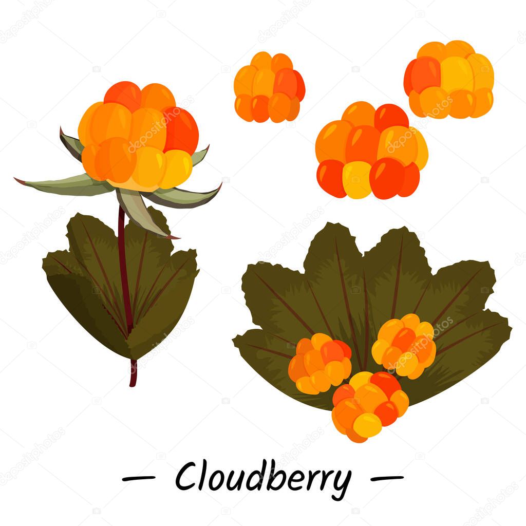 Simple vector collection of cloudberry on the white background. Single berries and leaves illustration.