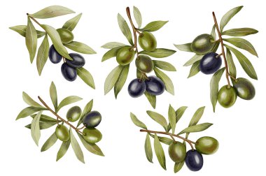 Yeşil, siyah meyve ve yapraklarla suluboya zeytin dalları. Zeytin dalları, yapraklar ve meyveler. Kumaş, ambalaj kağıdı, hatıra defteri, ambalaj tasarımı, mutfak, menü için.